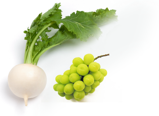 使用した野菜の特徴