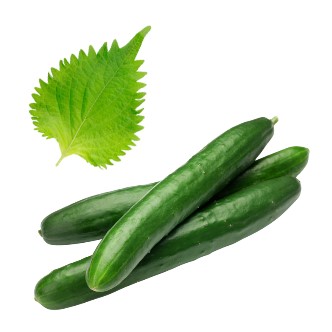 使用した野菜の特徴